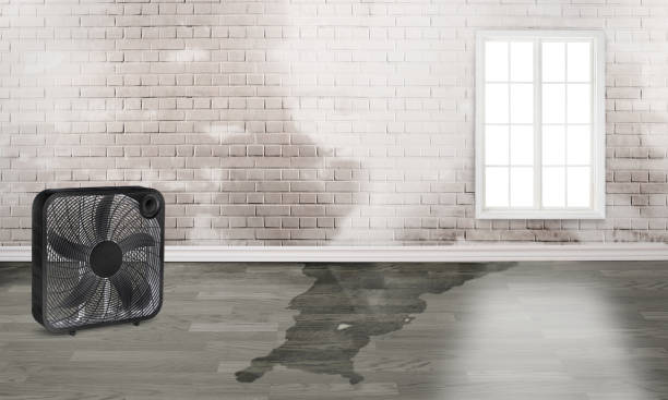 Best Water damage restoration experts  in Luna Pier, MI